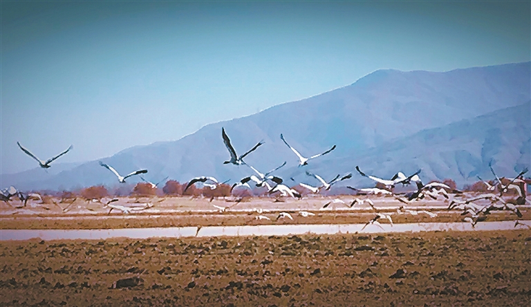 高原生態(tài)煥新顏 候鳥歡聚展生機(jī)